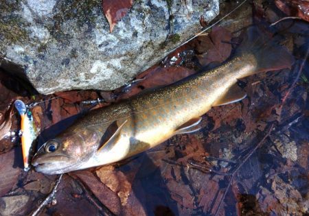 雪の残る渓流でルアーフィッシング ～長良川水系～